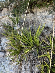 Yucca rupicola