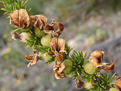 Aspalathus sceptrum-aureum