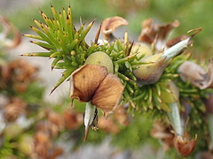 Aspalathus sceptrum-aureum