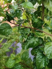 Diplacodes trivialis