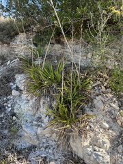 Yucca rupicola