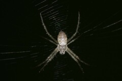 Argiope