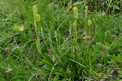 Tofieldia calyculata