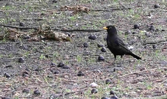 Turdus merula