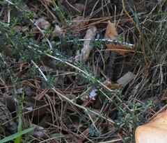 Adenocarpus complicatus