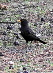 Turdus merula
