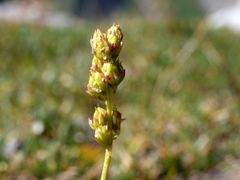 Tofieldia calyculata