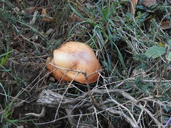 Adenocarpus complicatus