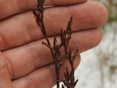 Schoenus brevifolius