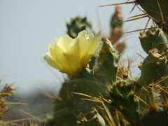 Opuntia stricta