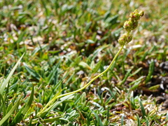 Tofieldia calyculata