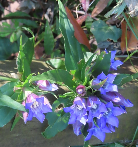Image of Gentiana scabra by (c) mami_t_t, some rights reserved (CC BY)