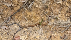 Pygopus lepidopodus