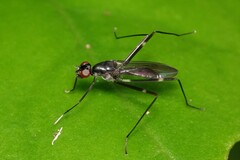 Micropezidae