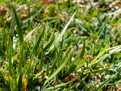 Tofieldia calyculata