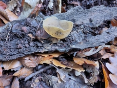 Fungi