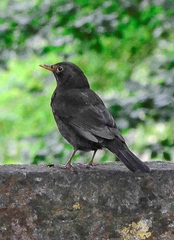 Turdus merula