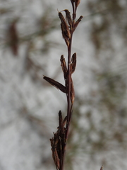 Schoenus brevifolius