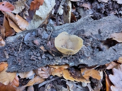 Fungi
