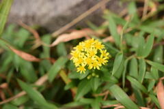 Solidago