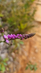 Comesperma