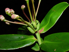 Marcgraviastrum pendulum