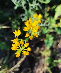 Coronilla juncea