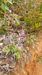 Comesperma