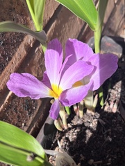 Siphonochilus aethiopicus