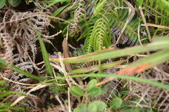 Takydromus tachydromoides