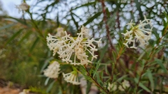 Pimelea angustifolia