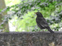 Turdus merula