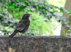 Turdus merula