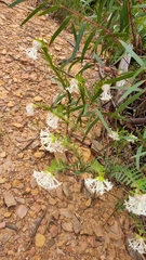 Pimelea angustifolia