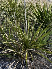 Yucca rupicola