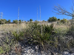 Yucca rupicola