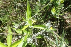 Osteospermum ciliatum