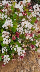 Xanthosia rotundifolia