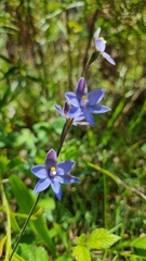 Thelymitra megcalyptra