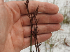 Schoenus brevifolius