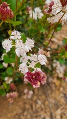 Xanthosia rotundifolia