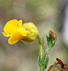 Hermannia stipulacea