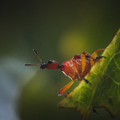 Paratrachelophorus nodicornis