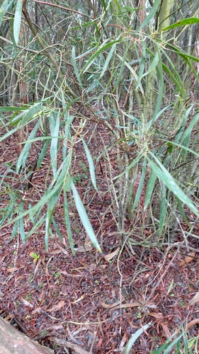 Acacia retinodes