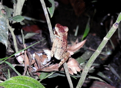 Polypedates macrotis