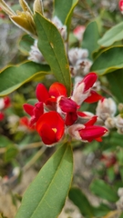 Gastrolobium rubrum