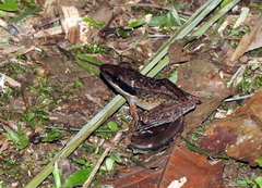 Indosylvirana nicobariensis