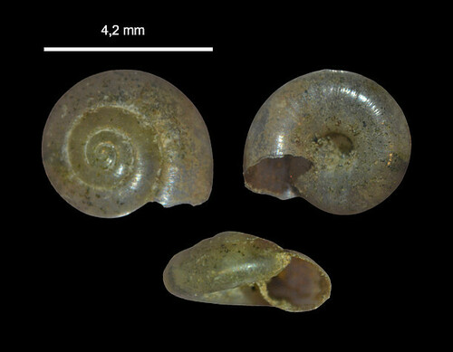 clear glass snail
