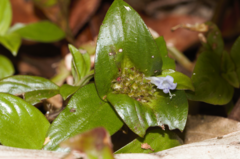 Spermacoce alata