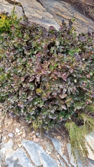 Xanthosia rotundifolia